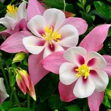 Flowers, White, columbine, pink