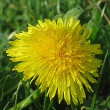 Common Dandelion, Close