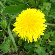 Yellow, nun, common, Colourfull Flowers