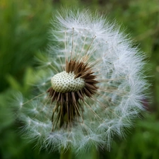 Common Dandelion, dandelion