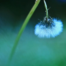 Common Dandelion, dandelion