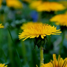 Common Dandelion