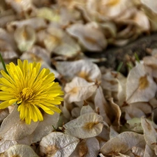 dry, puffball, common, leaves