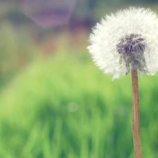 puffball, common