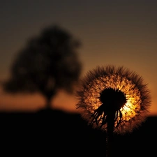 Great Sunsets, puffball, common, dandelion