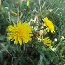 sow-thistle, green, Common Dandelion, Flowers