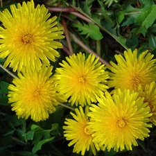 sow-thistle, puffball, common