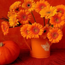 bouquet, pumpkin, composition, Gerbers