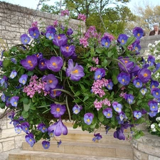 Flowers, crocuses, composition, pansies