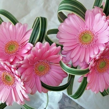 composition, Pink, gerberas