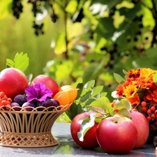 Plant, apples, compositions, basket, Flowers, plums