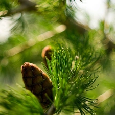 cone, Close, conifer