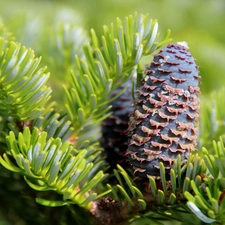 spruce, cone