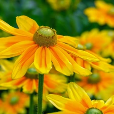 Yellow, Green-headed Coneflower, blurry background, Flowers