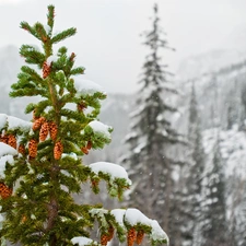 Mountains, Spruces, cones, snow