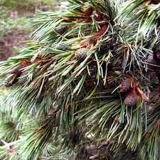 cones, Twigs, pine