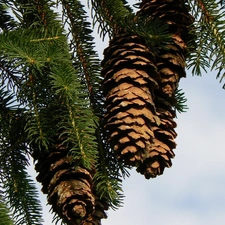 cones, Twigs, spruce