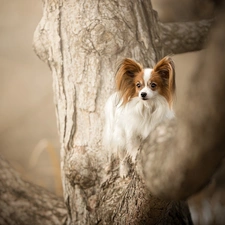 trees, dog, Miniature Continental Toy Spaniel Papillon