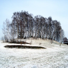 coppice, Bydgoszcz, Myślęcinek