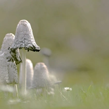 Coprinus Comatus, mushrooms