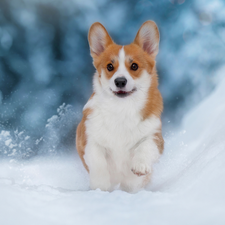 Welsh corgi pembroke, dog, snow