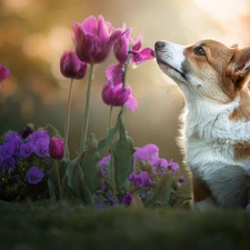 Tulips, pansies, Welsh corgi pembroke, Flowers, dog