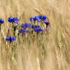 cornflowers, corn