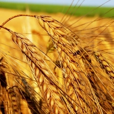 Field, corn