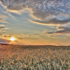 Sky, corn