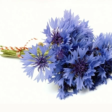 cornflowers, bunch, Blue