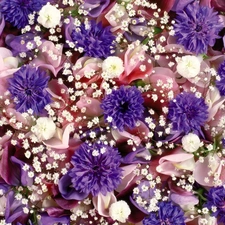 color, Flowers, cornflowers, different