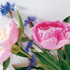 cornflowers, Peonies, flowers, Blue, bouquet