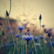 cornflowers