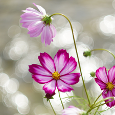 Blossoming, Three, Flowers, Cosmos