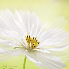 White, Cosmos, Close, Colourfull Flowers