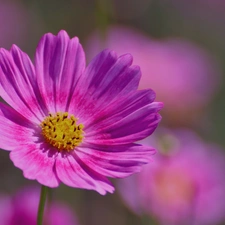 Cosmos, Flowers, Pink