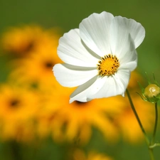 White, Cosmos