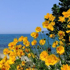 sea, Yellow Honda, Cosmos