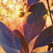 Leaf, Bush, Cotinus Coggygria