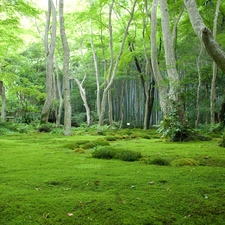 forest, viewes, Cottage, trees