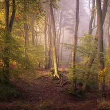 viewes, forest, Oxfordshire County, England, Fog, trees