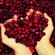 cranberry, Heart, hands