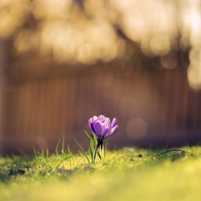 grass, Colourfull Flowers, crocus