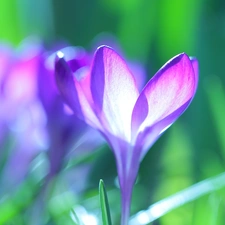 Colourfull Flowers, Violet, crocus