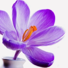 Flowers, crocus