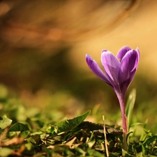 Violet, crocus