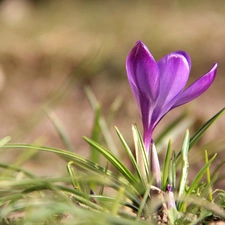 Violet, crocus