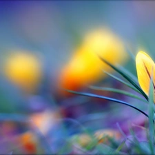 Yellow, crocus