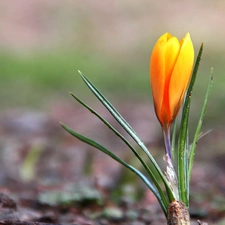 Yellow, crocus