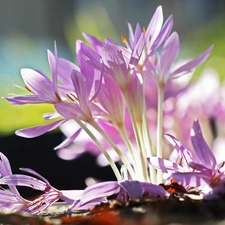 crocuses, colchicums, Autumn